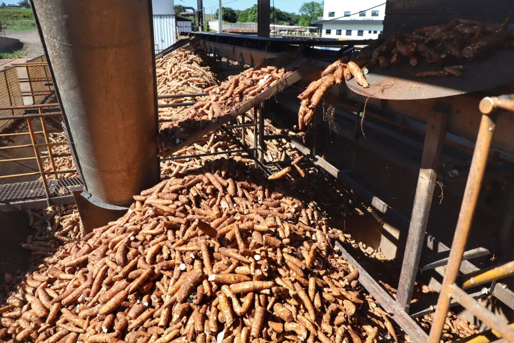 Em Paranavaí o evento terá a mandiocultura como tema