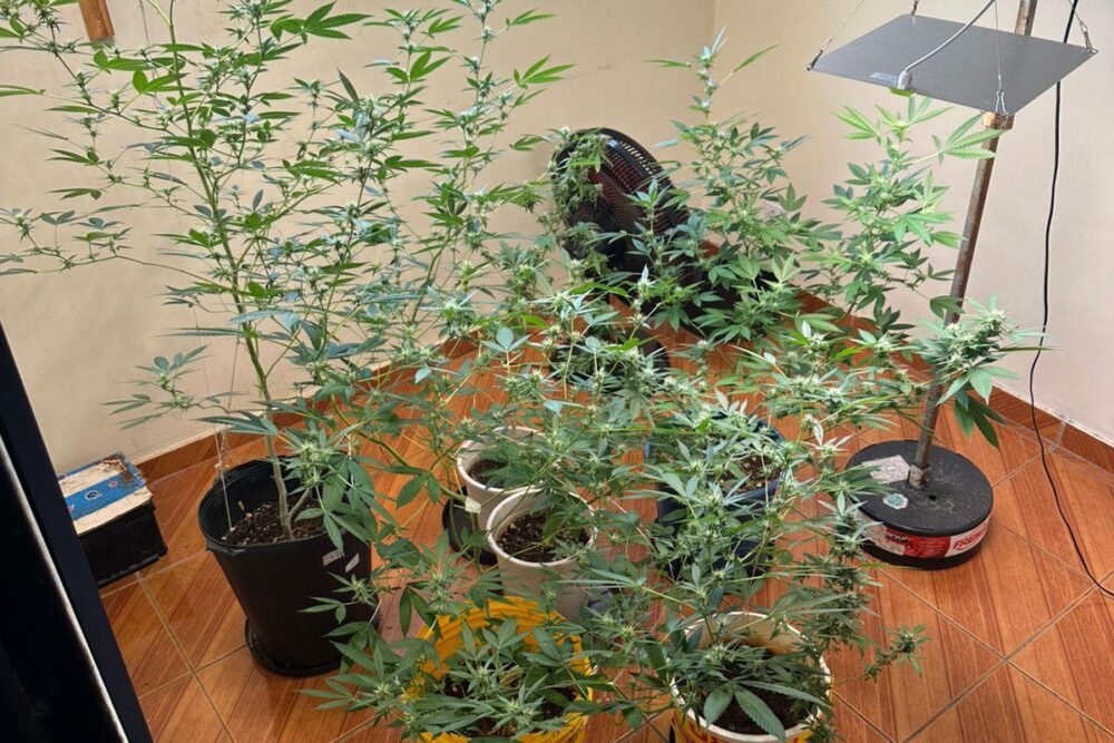 Plantação de maconha localizada em Londrina