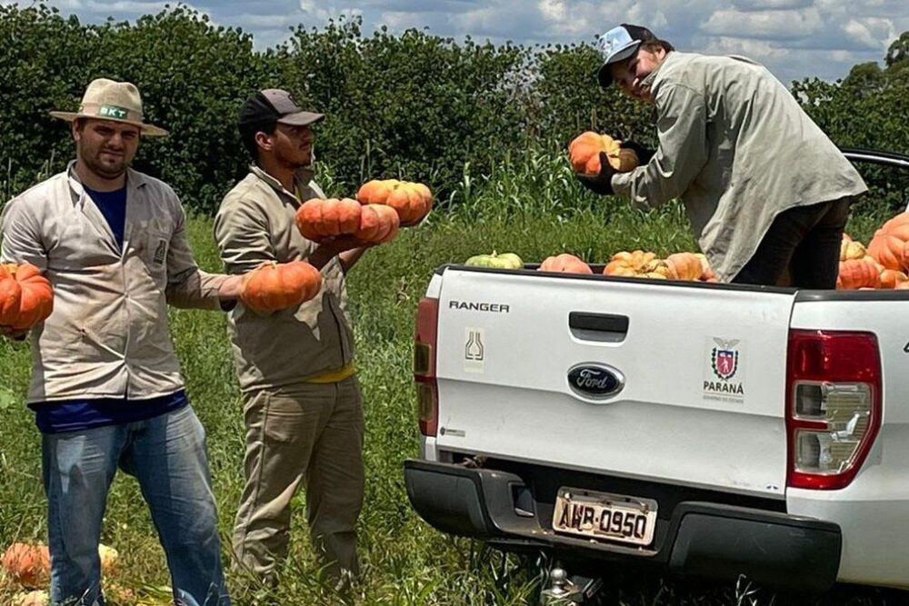 Abóbora movimenta mais de R$ 100 milhões e consolida renda em 330 municípios do Paraná
Foto: IDR-Paraná