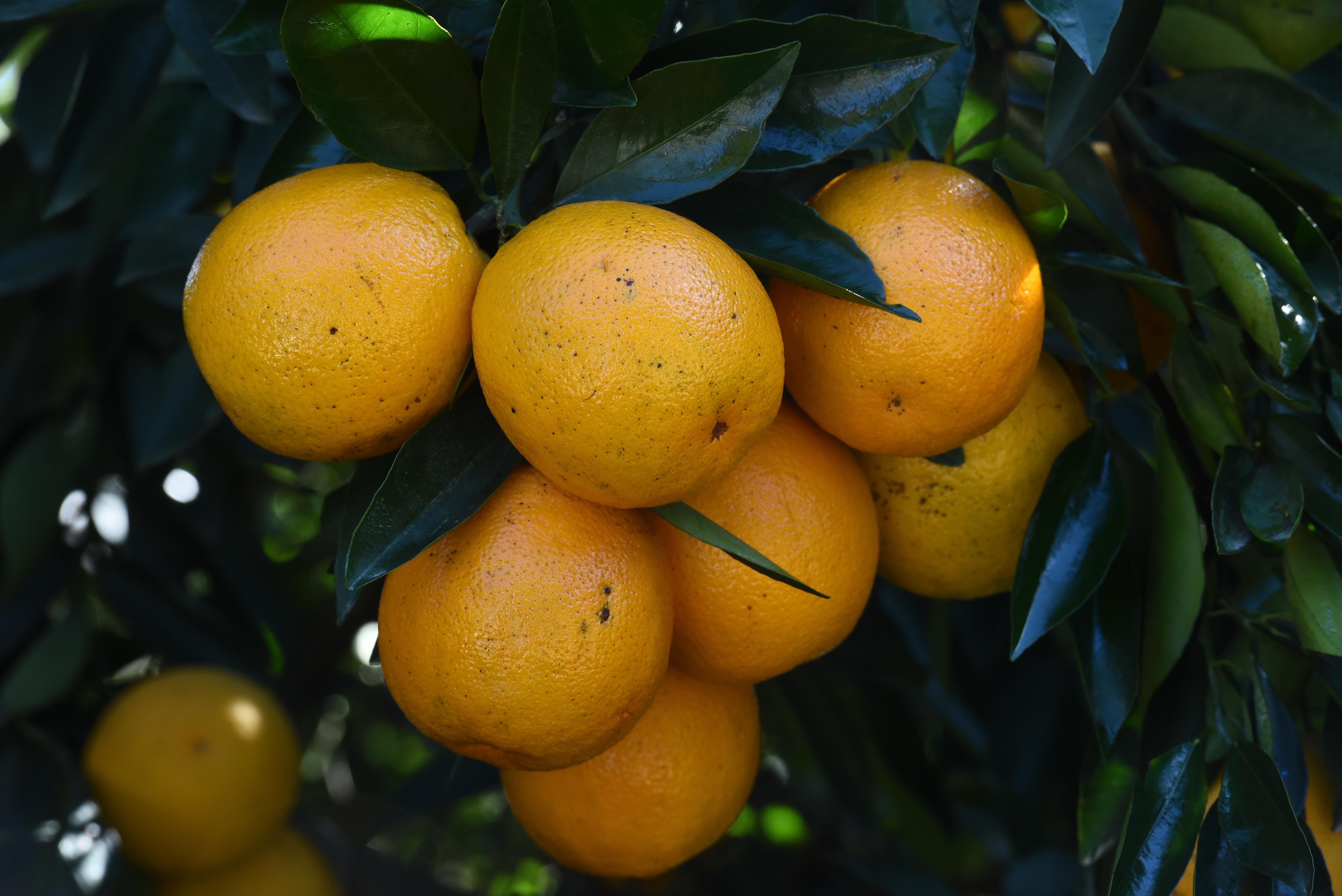 Histórico de desenvolvimento da citricultura na região será um dos temas em debate
Foto: Arquivo DN