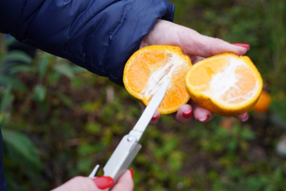 Citricultura é um dos segmentos econômicos relevantes do Paraná
Foto: Pablo Henrique Aqsenen/Adapar