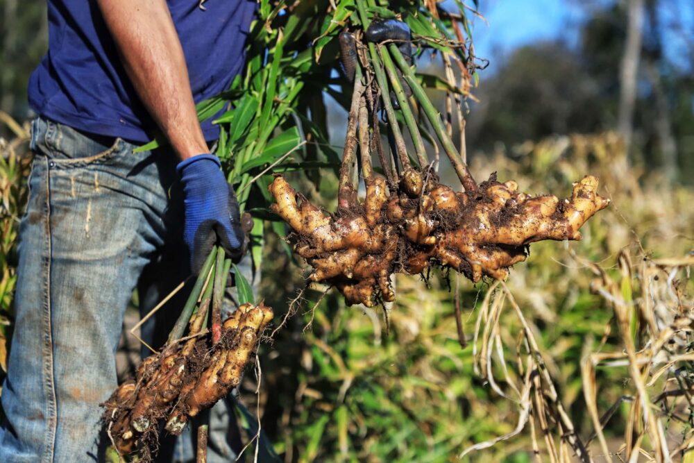 DR-PR organiza evento nacional com foco em extensão e pesquisa agropecuária
Foto: José Fernando Ogura/Arquivo AEN