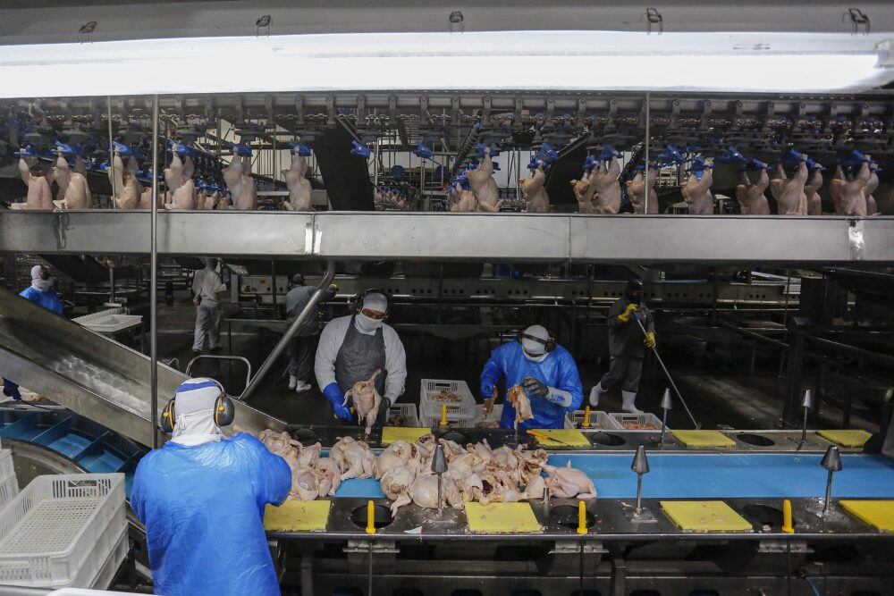 Produção de frangos se destaca no Estado
Foto: José Fernando Ogura/AEN