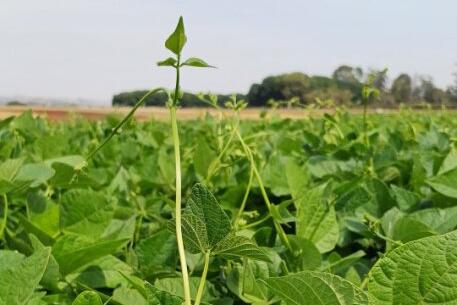 Qualidade e produtividade: IDR-Paraná lança cultivar de feijão em Ponta Grossa na quinta-feira
Foto: IDR
