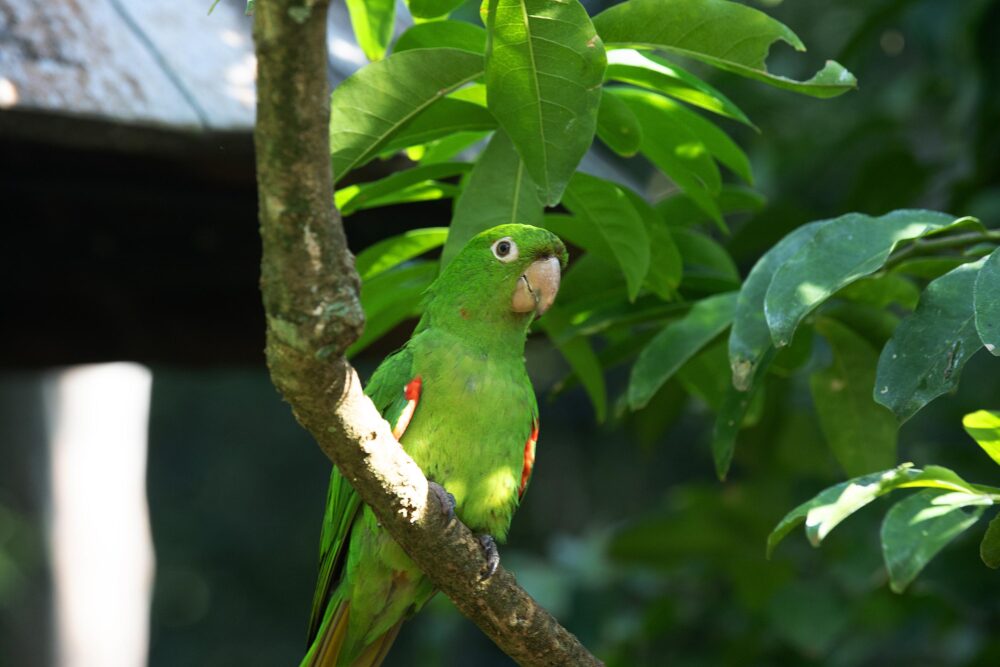 Legislação tem regras para a criação de animais silvestres