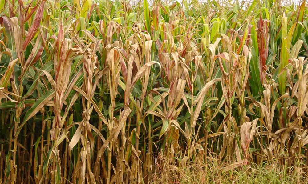 a-milho A cigarrinha-do-milho altera a coloração da planta
Foto: Charles Oliveira/Embrapa