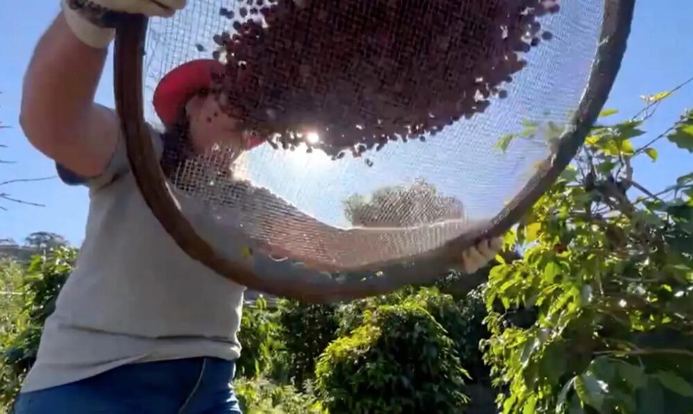 a-cafe Pesquisa sobre os números da safra está em andamento
Foto: T¨B Brasil/Divulgação