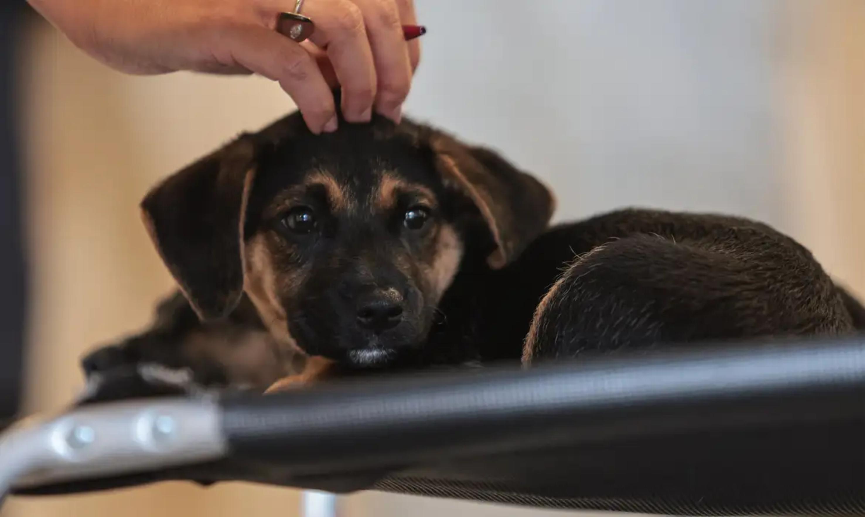 Lei define regrs para a guarda compartilhada
Foto: Paulo Pinto/Agência Brasil