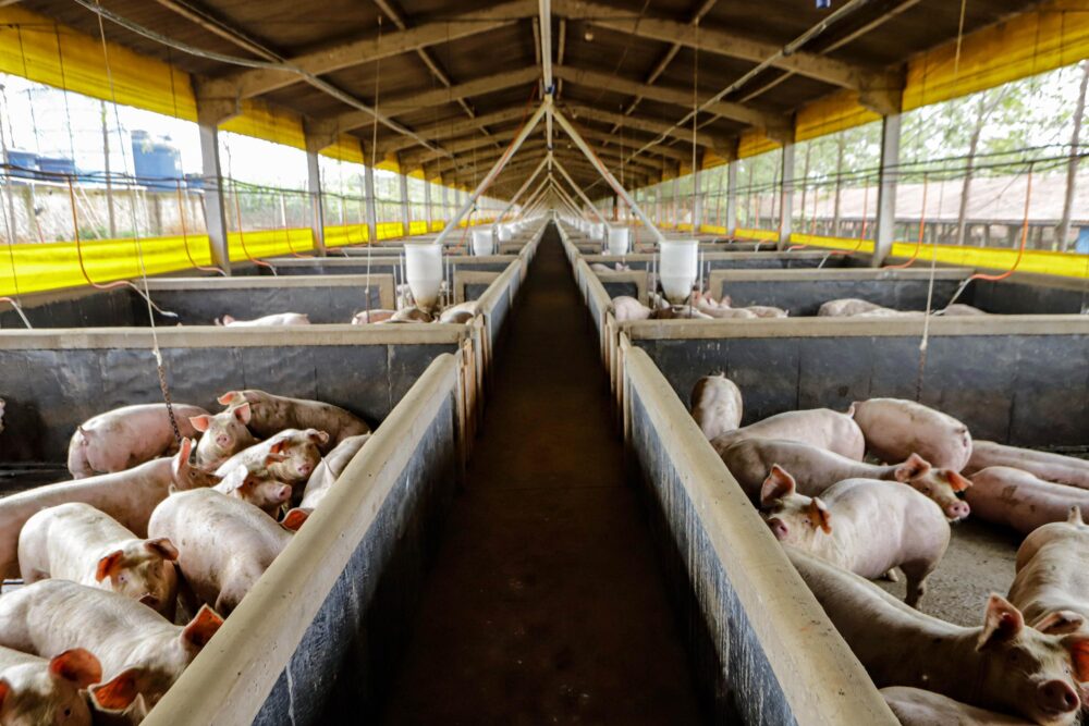 Números da suinocultura foram divulgados pelo Deral 
Foto: Roberto Dziura/AEN