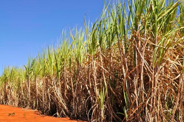 Números da estimativa de safra foram divulgados pela Conab