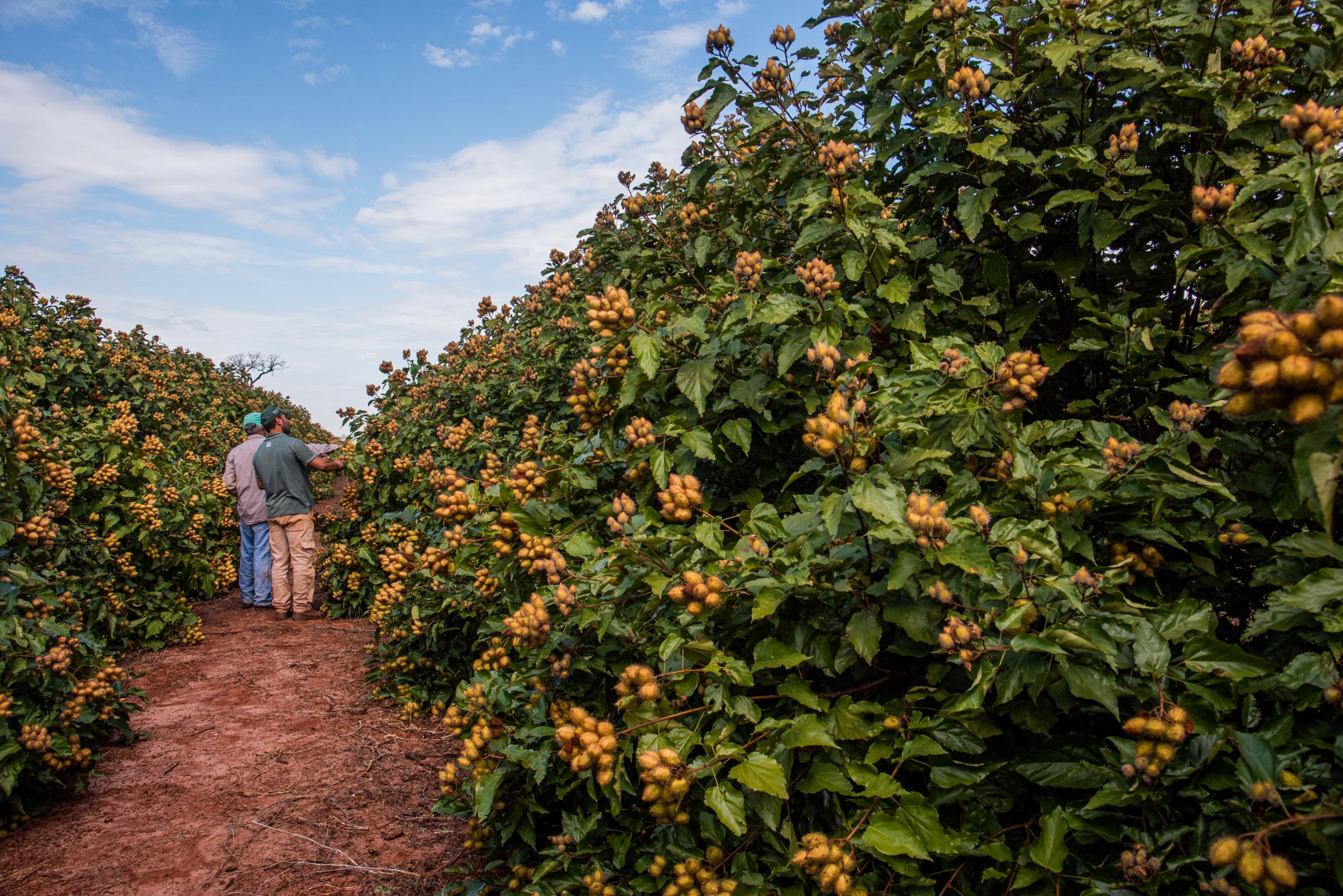 Plantação em propriedade de Paranacity
Foto: Neri9/Sebrae