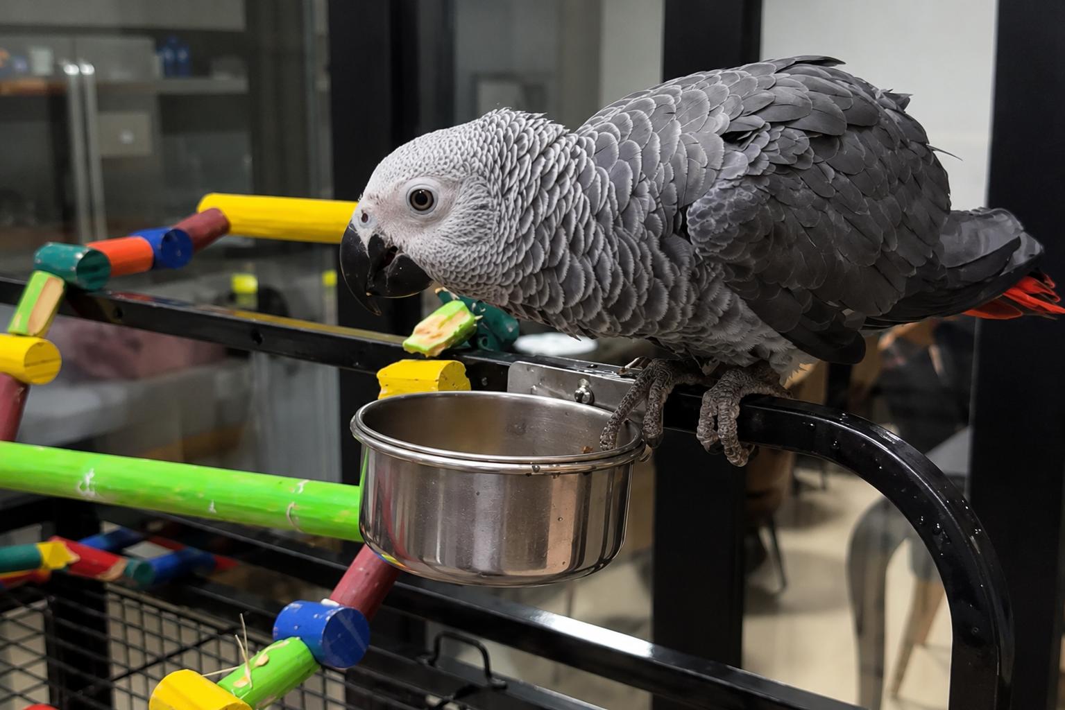 Max já está de volta com a família, comendo bastante