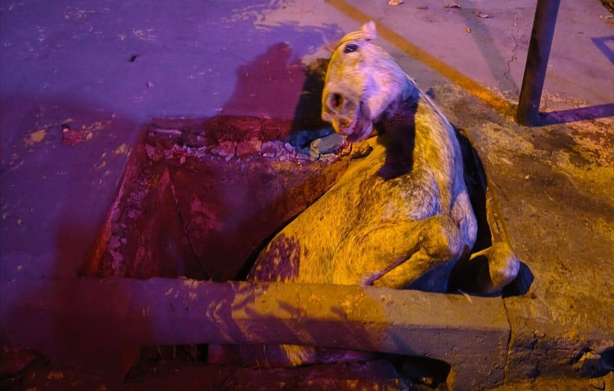 Proprietário do animal não foi encontrado até o fim da ocorrência. — Foto: Defesa Civil de Nova Esperança.