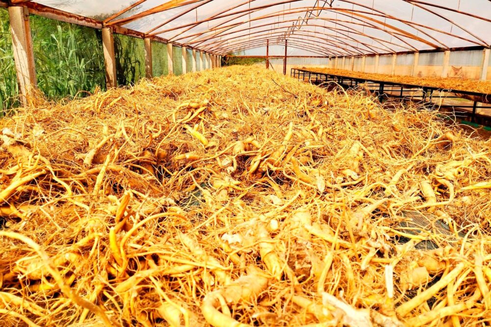 Das margens do rio Paraná ao mercado global: ginseng de Querência do Norte conquista IG
Foto: Check Films