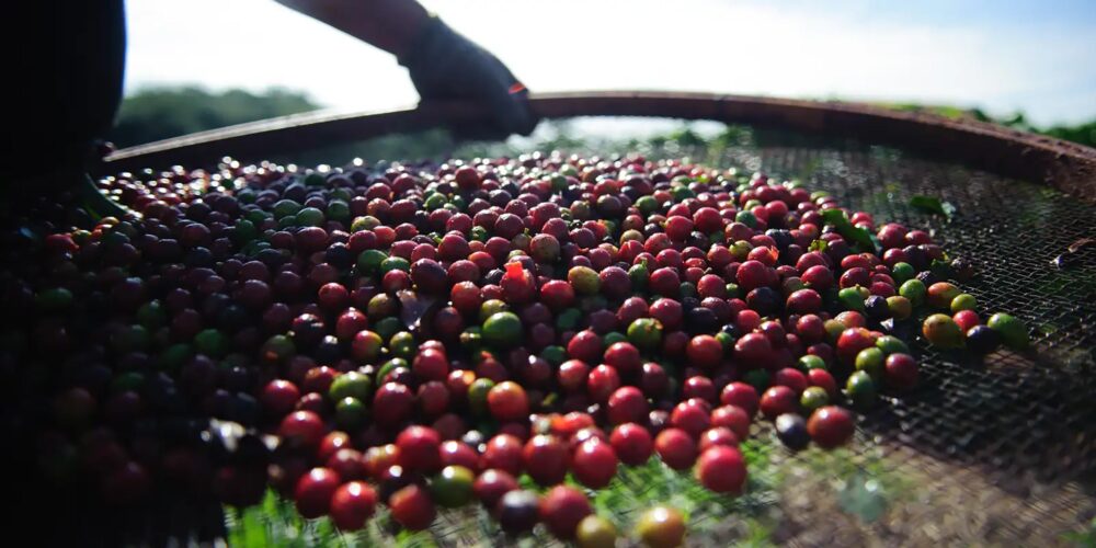 Produção de café deve crescer, aponta Conab
Foto: Agência Brasil