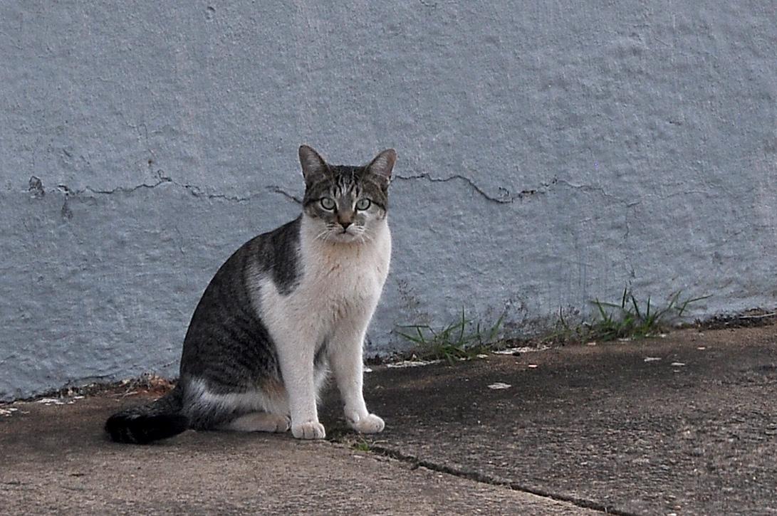 Em requerimento, vereadores manifestaram preocupação com o número de animais nas ruas da cidade - Foto: Arquivo DN