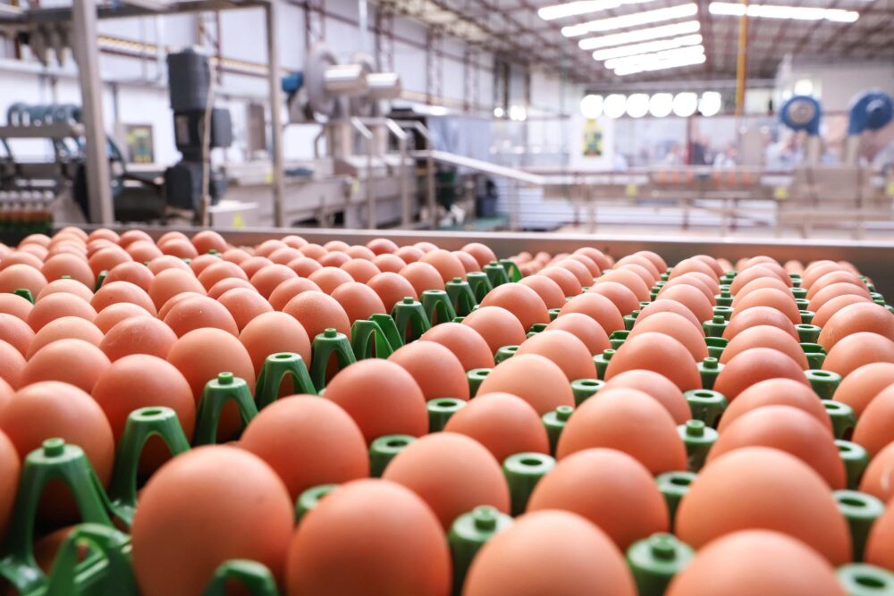 Produtores devem ficar tentos aos prazos
Foto: Rodrigo Félix Leal/AEN/Divulgação