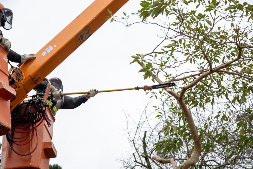 Copel intensifica ações em Paranavaí com mutirão de podas, educação energética e atendimento à população
Foto: Copel