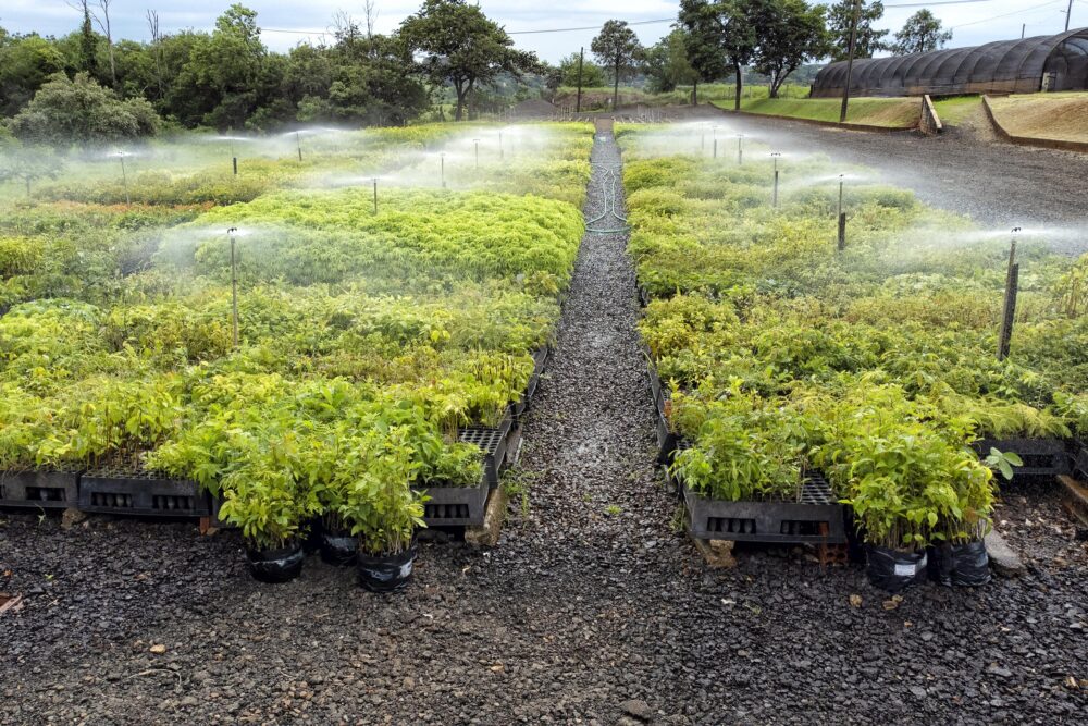 Inverno requer alguns cuidados com as plantas
Foto: Denis Ferreira Netto/Sedest