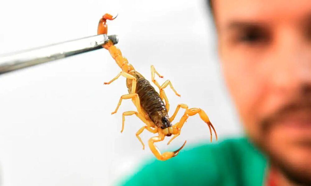 a-escorpi É preciso ficar atento aos riscos de picada de escorpião
Foto: EBC