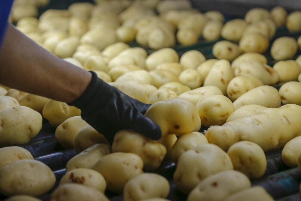 Batata se destaca no ranking entre os alimentos com majoração de 94,8%
FOTO: Gilson Abreu/AEN