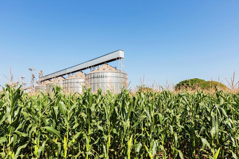 Números mostram evolução da safra de milho
Foto: Divulgação/Syngenta