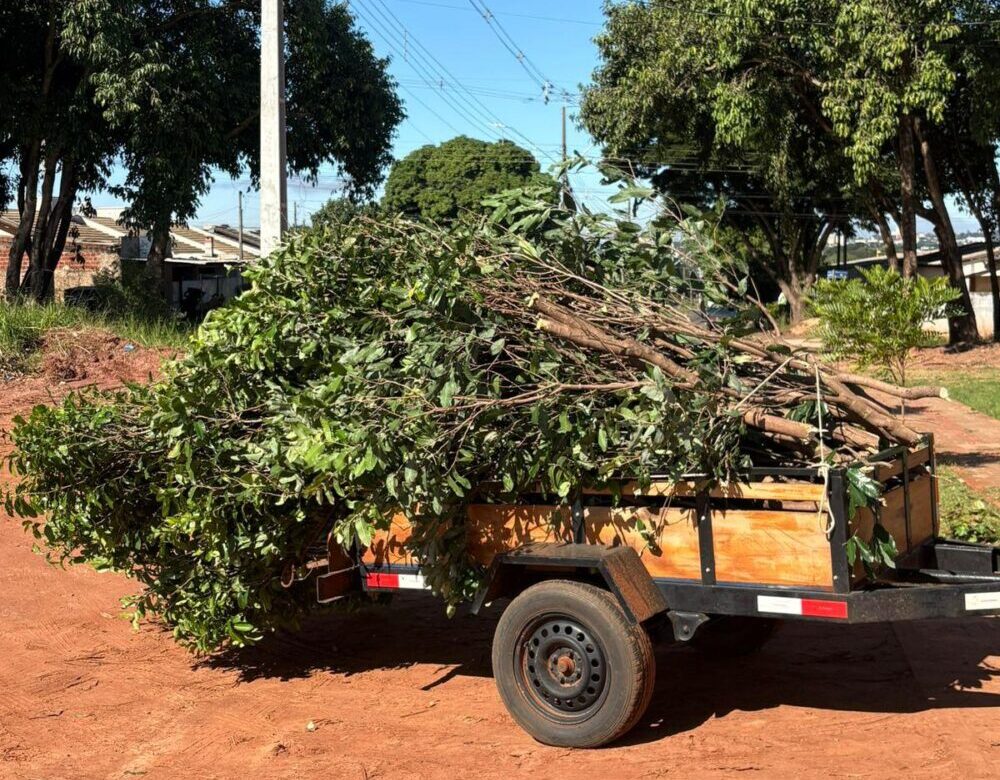 Proposta é criar um local para depósito de galhos e resíduo de podas