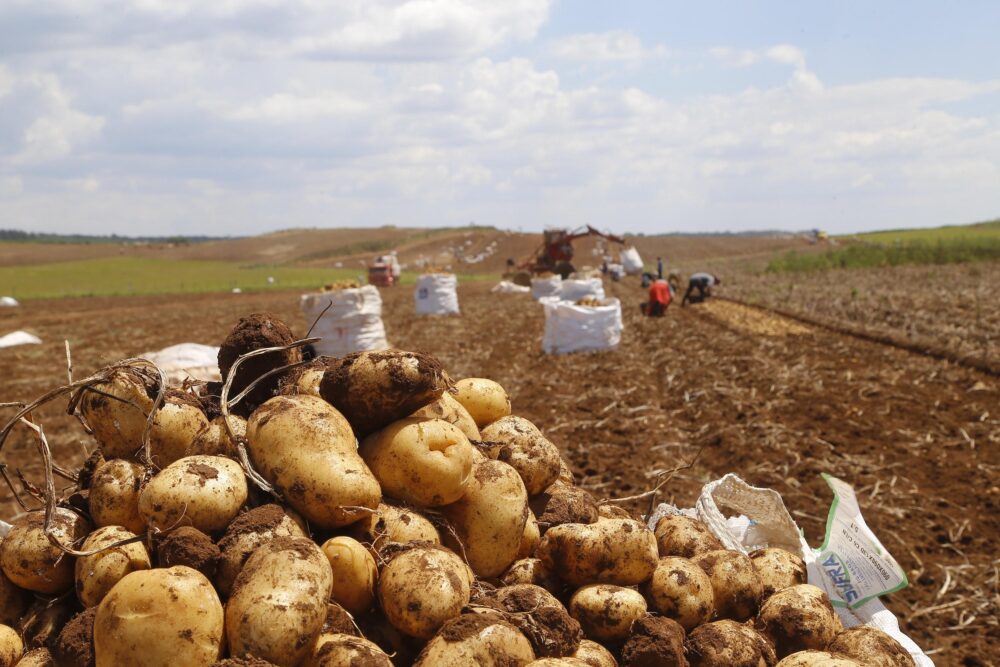 Produção de batata atinge números expressivos 
Foto: AEN