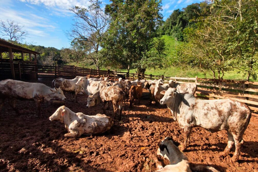 Todos os animais de produção devem ser cadastrados
Foto: Adapar