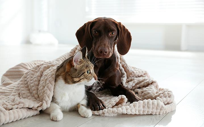Médica veterinária alerta que os pets precisam de cuidados especiais durante o inverno - Foto: Magnific (Banco de imagens gratuito)