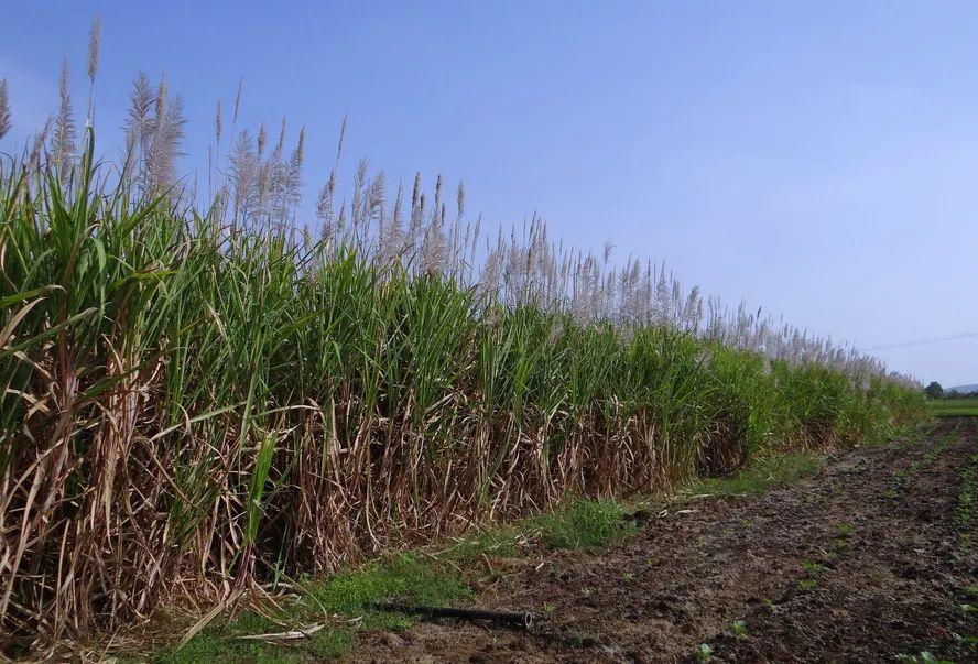 a-etanol Matéria-prima para a produção do etanol brasileiro- Foto: Pixabay