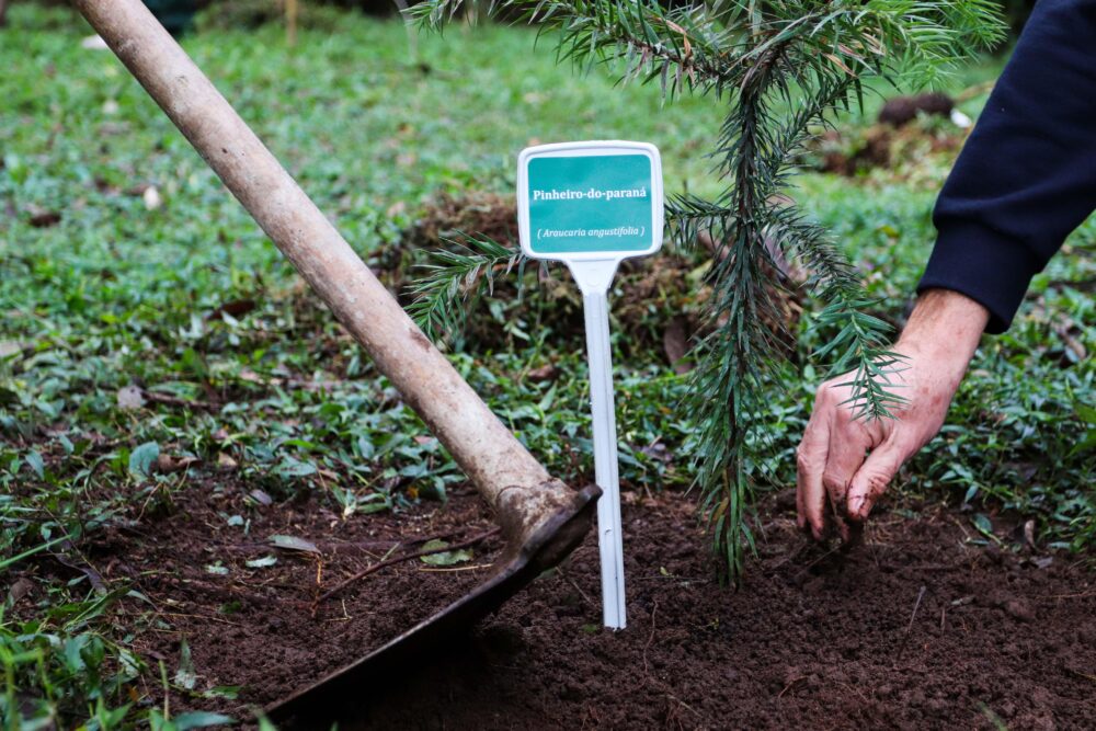 a-planta Espécies são distribuídas através do IAT
Foto:Patryck Madeira/Sedest