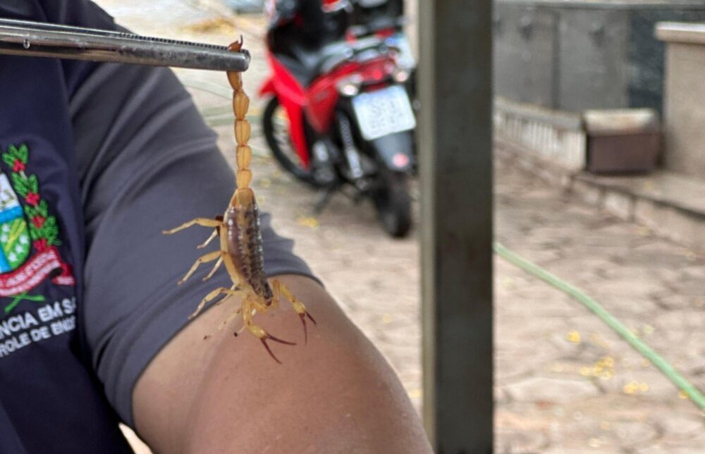 Escorpião amarelo é o mais perigoso 
Foto: Canal Saúde/Fiocruz