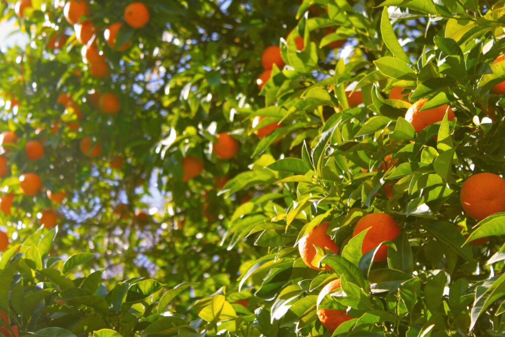 É preciso contr a ameaça do Greening na citricultura brasileira