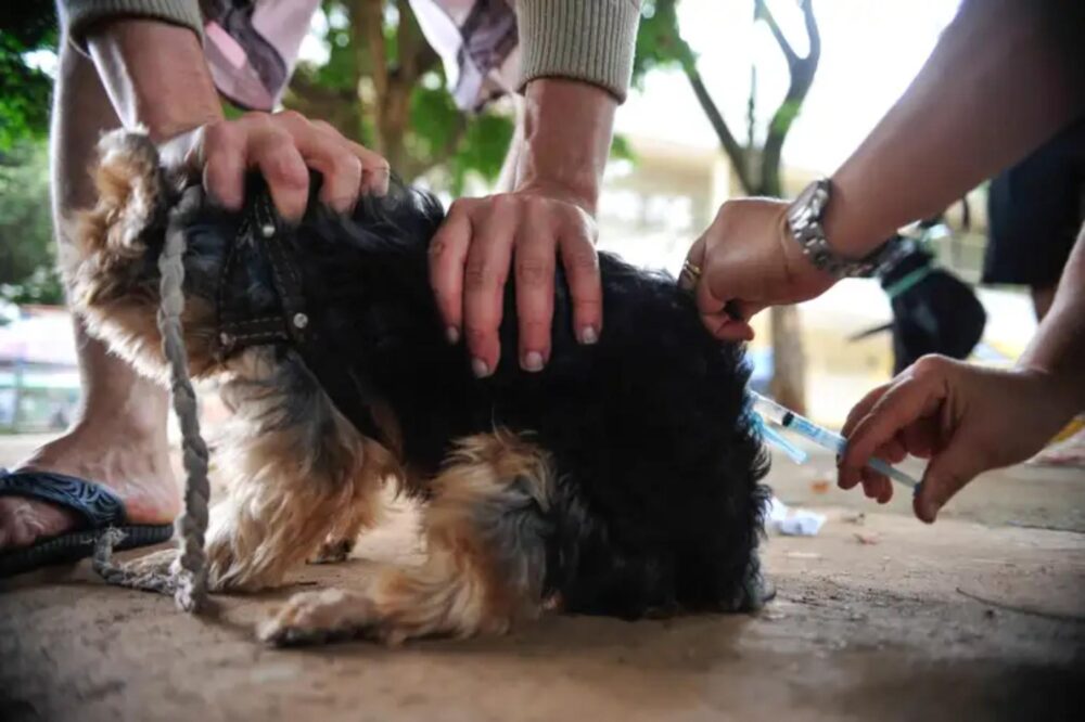 Vacinar cães e gatos é importante para a saúde pública
Foto: Agência Brasil