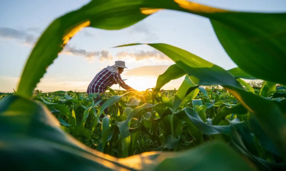 a-agro1 Dívida rural está em debate no País
Attasit saentep/ Adobe Stock
