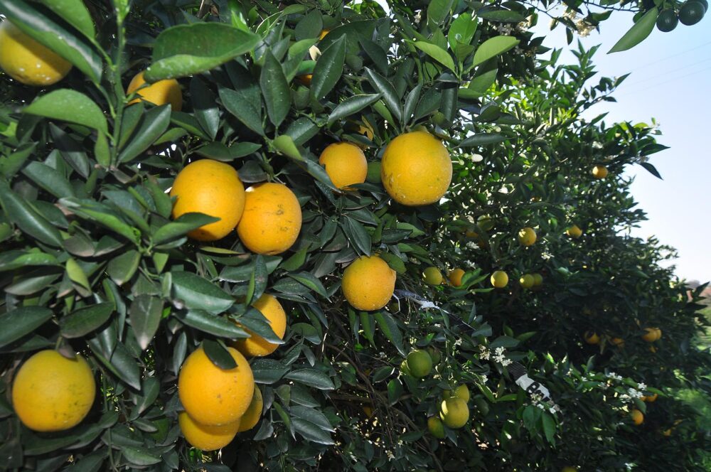 Greening compromete a produção de laranja e põe em risco uma das principais atividades econômicas da região
Foto: Arquivo DN