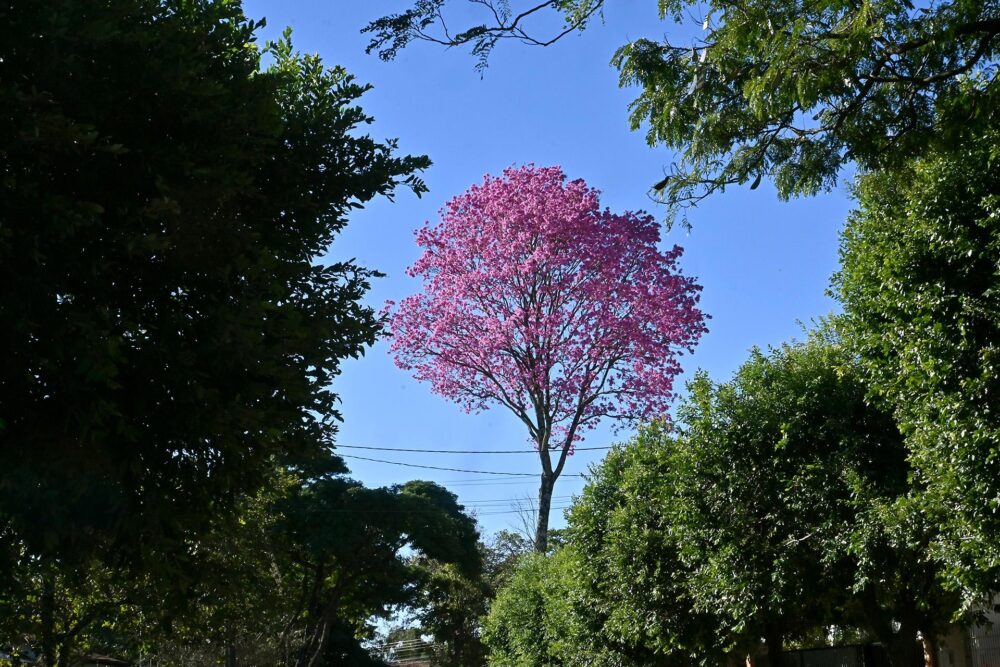 a – ipe capa Beleza muda a paisagem de ruas de Paranavaí
Foto: Ivan Fuquini