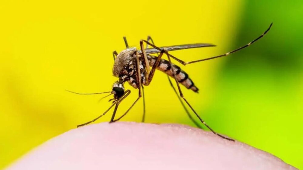 Combate-a-dengue_Banco-de-Imagens-1-944x531-1