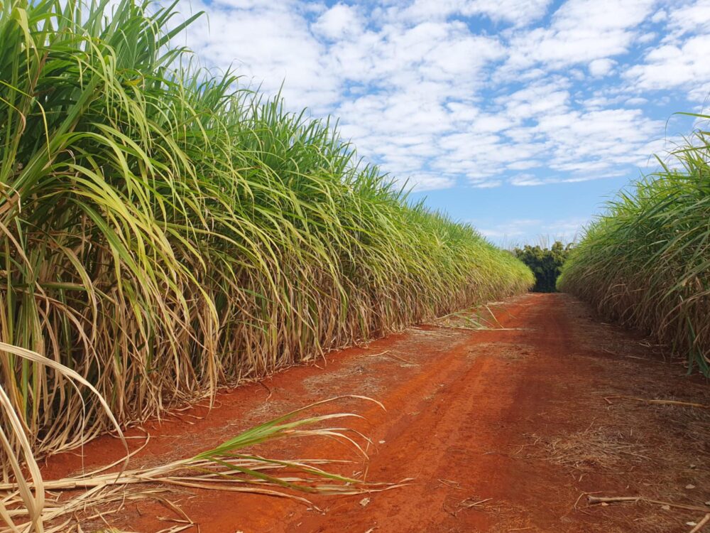 s-cana Estudo reforça que avaliações ambientais da cana-de-açúcar precisam considerar a realidade dos sistemas produtivos brasileiros
Foto: Nilza Patricia Ramos