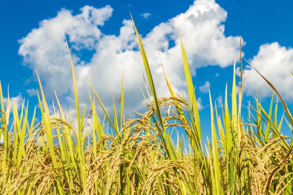 Cúpula do governo também detectou o risco de quebra de safra de arroz
Foto: Magnific