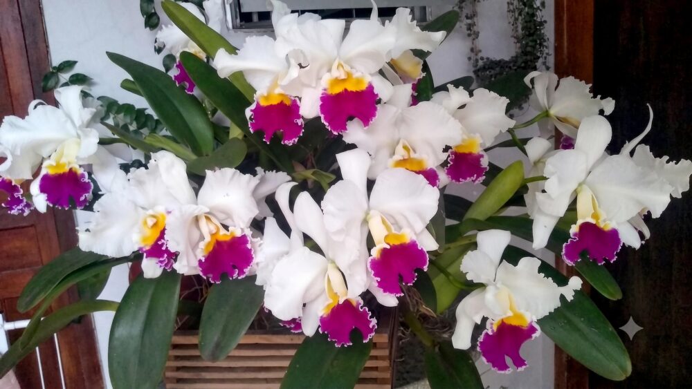 Orquideas (1)