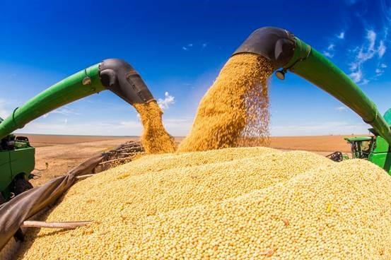 Números sobre a safra foram divulgados pela Conab
Foto: AEN