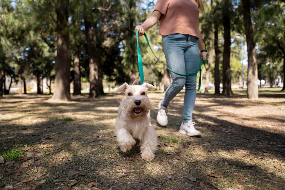 É preciso ficar atento aos cuidados para a segurança dos pets e das pessoas
