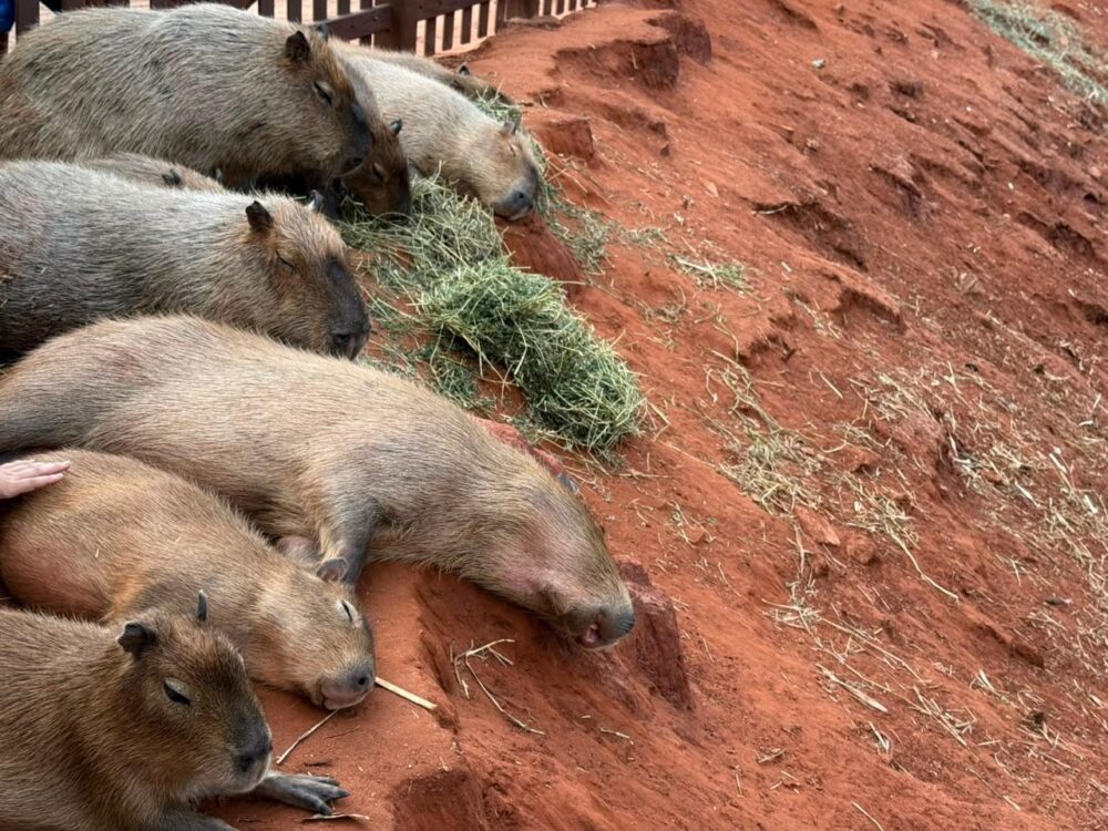 Câmara solicita informações sobre os cuidados com os animais. Foto: Divulgação