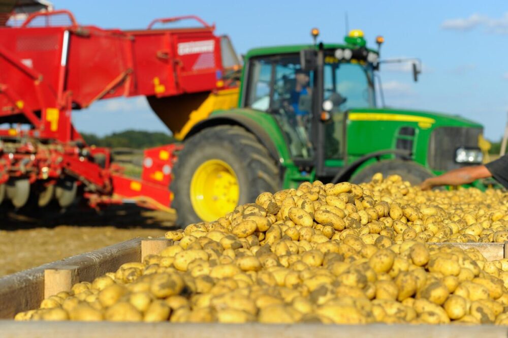 Preço da batata registra queda no mercado
Foto: AEN