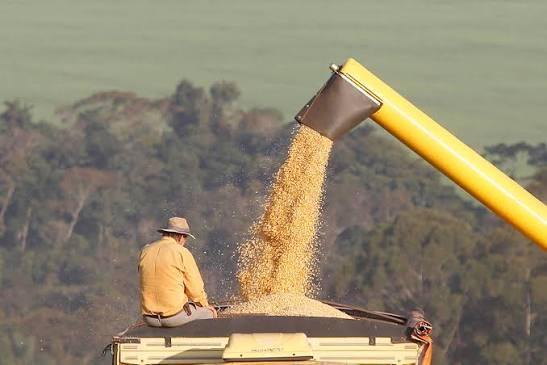 Informações sobre a safra de milho foram divulgadas pela Conab
Foto: Arquivo AEN