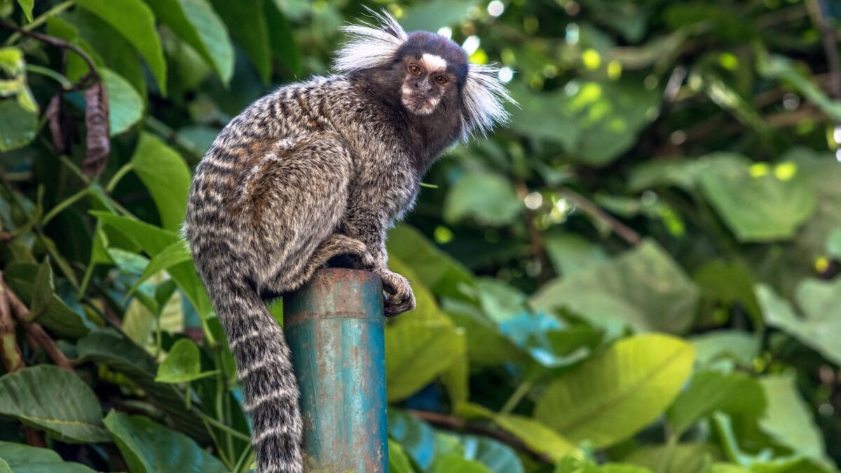 O sagui é uma espécie originária dos biomas da Caatinga e do Cerrado, mas atualmente pode ser encontrado em todo o território brasileiro. (Imagem Ilustrativa) Foto: Alf Ribeiro / Shutterstock.com
