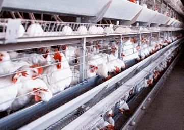 Debate sobre avicultura tem importância estratégica