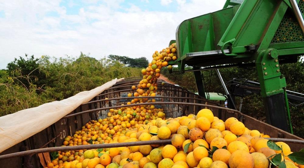 Paranavaí e região são destaques na produção de laranja
Foto: Seagri/SP/Ilustração